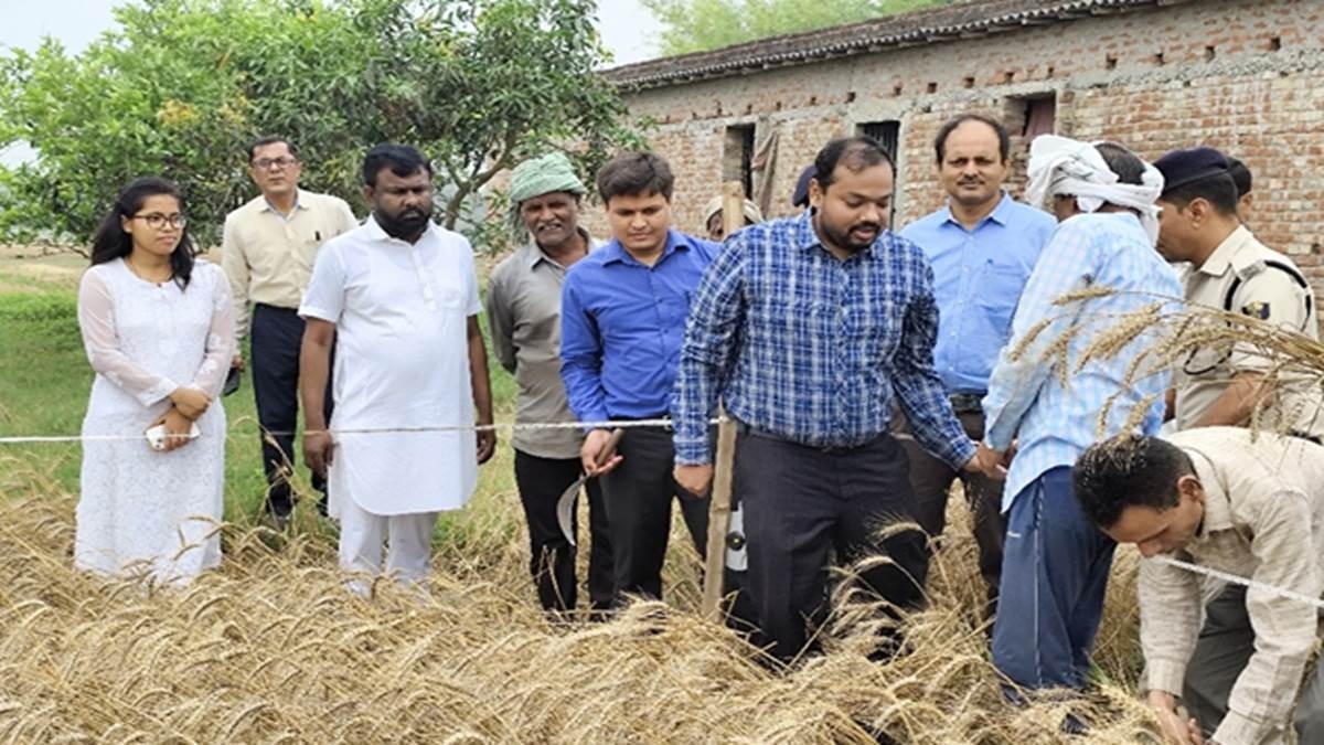 saharsa dm harvests wheat assesses crop yield under crop cutting drive1