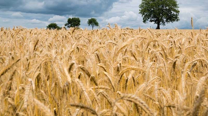 saharsa dm harvests wheat assesses crop yield under crop cutting drive2