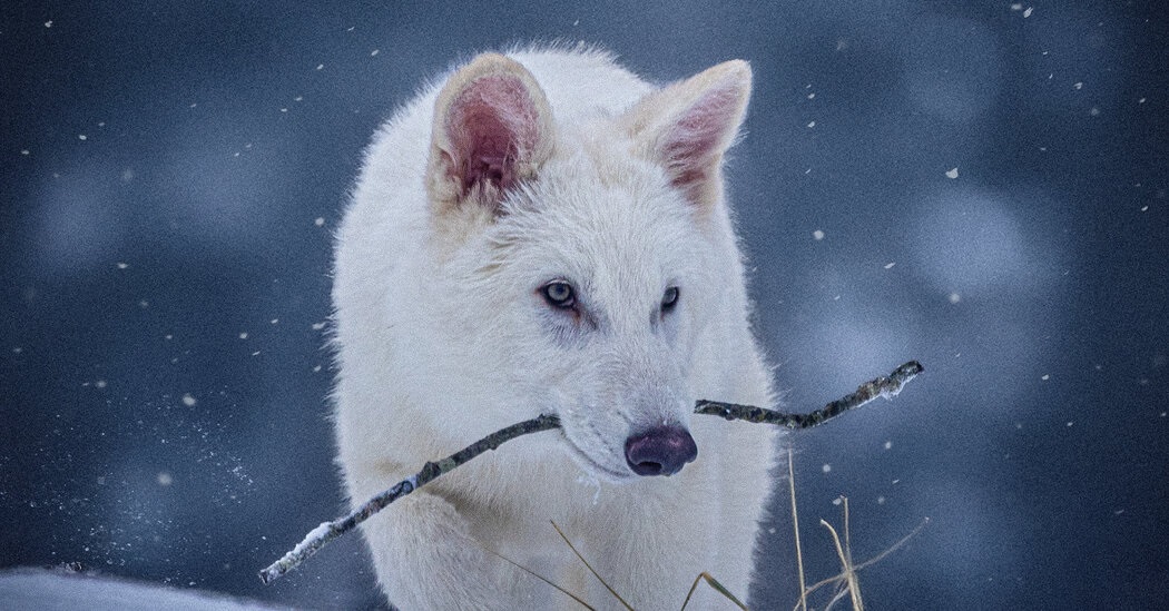 scientists revive dire wolf species which are extinct 13000 years ago will dinosaurs also come back1