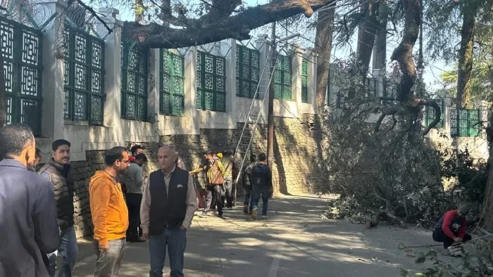 shimla tree falls at himachal cm sukhvinder singh sukhu residence raising safety concerns