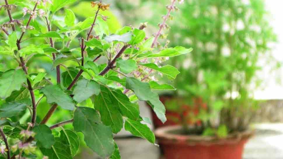 vaishakh month 2025 tulsi related rules vaishakh mai tulsi puja kaise kare1