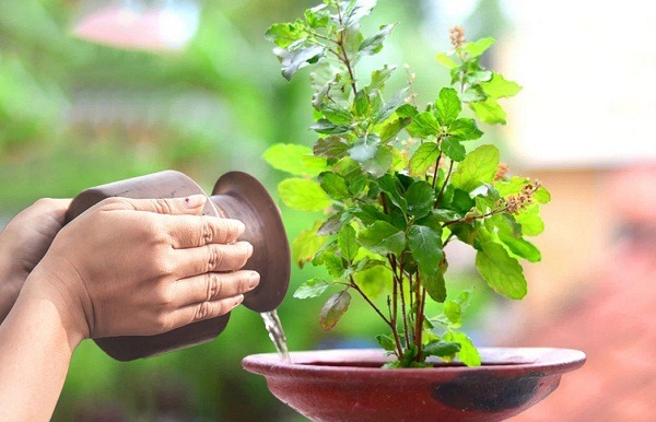 varuthini ekadashi 2025 tulsi mata stotra and mantra on ekadashi for blessing of lord vishnu1