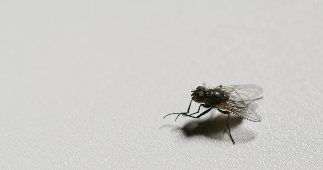 why does fly sitting on food rub its legs it is part of scary process