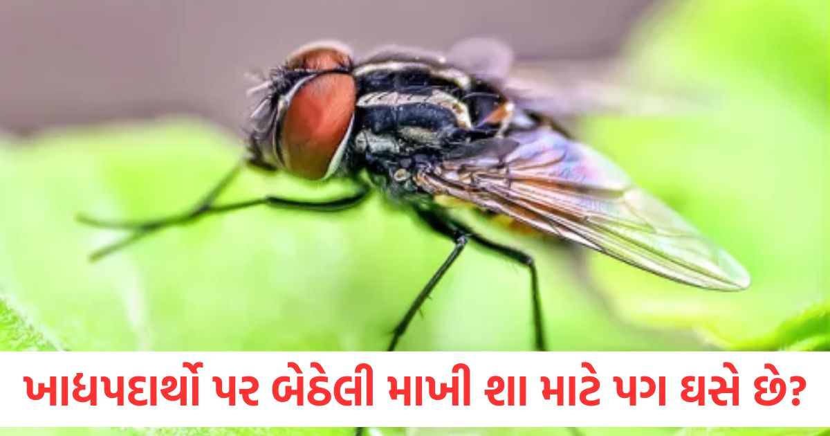 why does fly sitting on food rub its legs it is part of scary process1