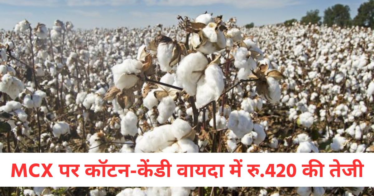 कॉटन केंडी वायदा में रु.420 की तेजीःerter
