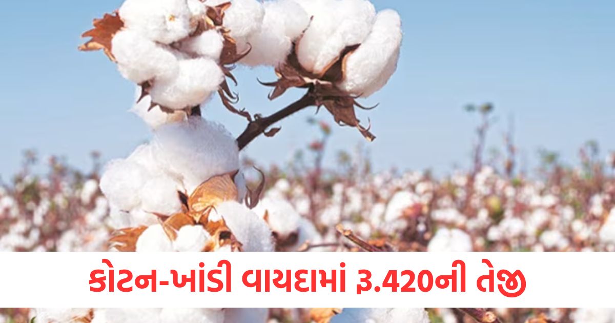 કોટન ખાંડી વાયદામાં રૂ.420ની તેજીwqe