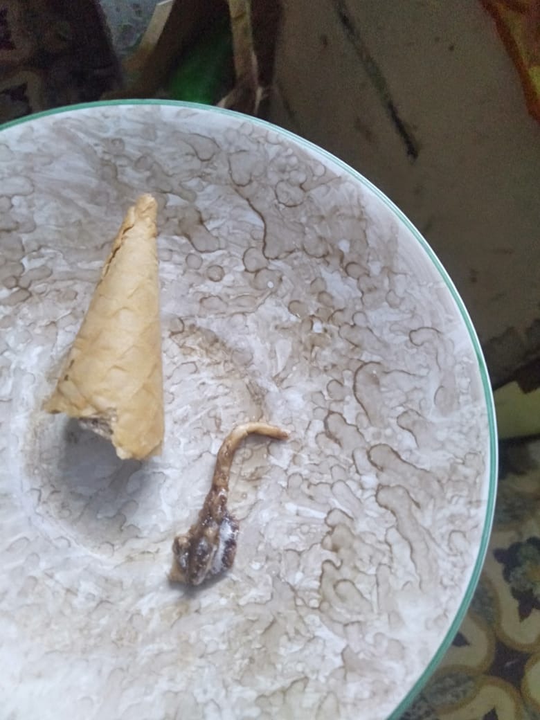 ahmedabad lizard tail icecream cone incident gujarat1
