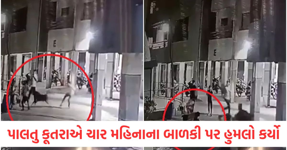 ahmedabad pet rottweiler dog attacked a four month old baby dies in gujarat