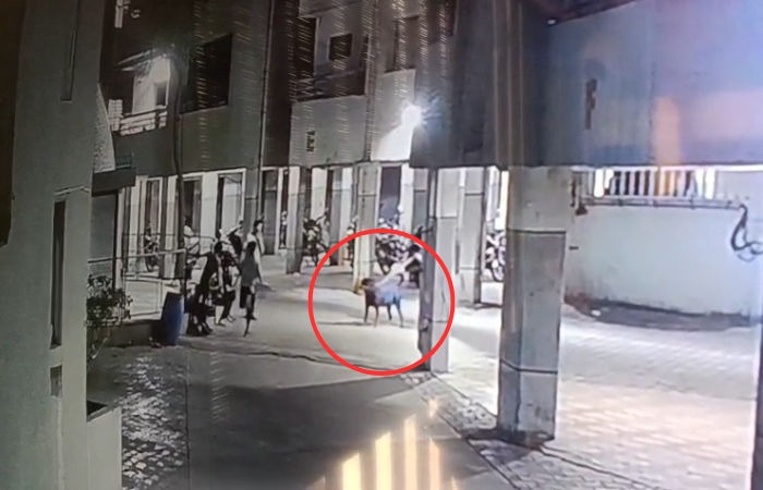 ahmedabad pet rottweiler dog attacked a four month old baby dies in gujarat1