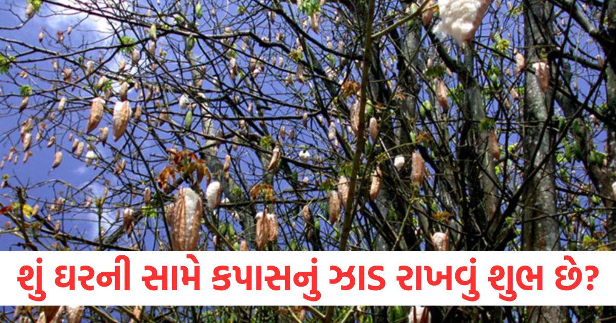is it good to have cotton tree in front of house