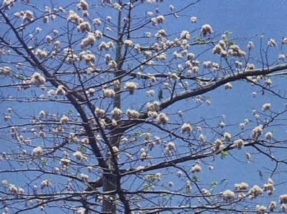 is it good to have cotton tree in front of housepoiuyt