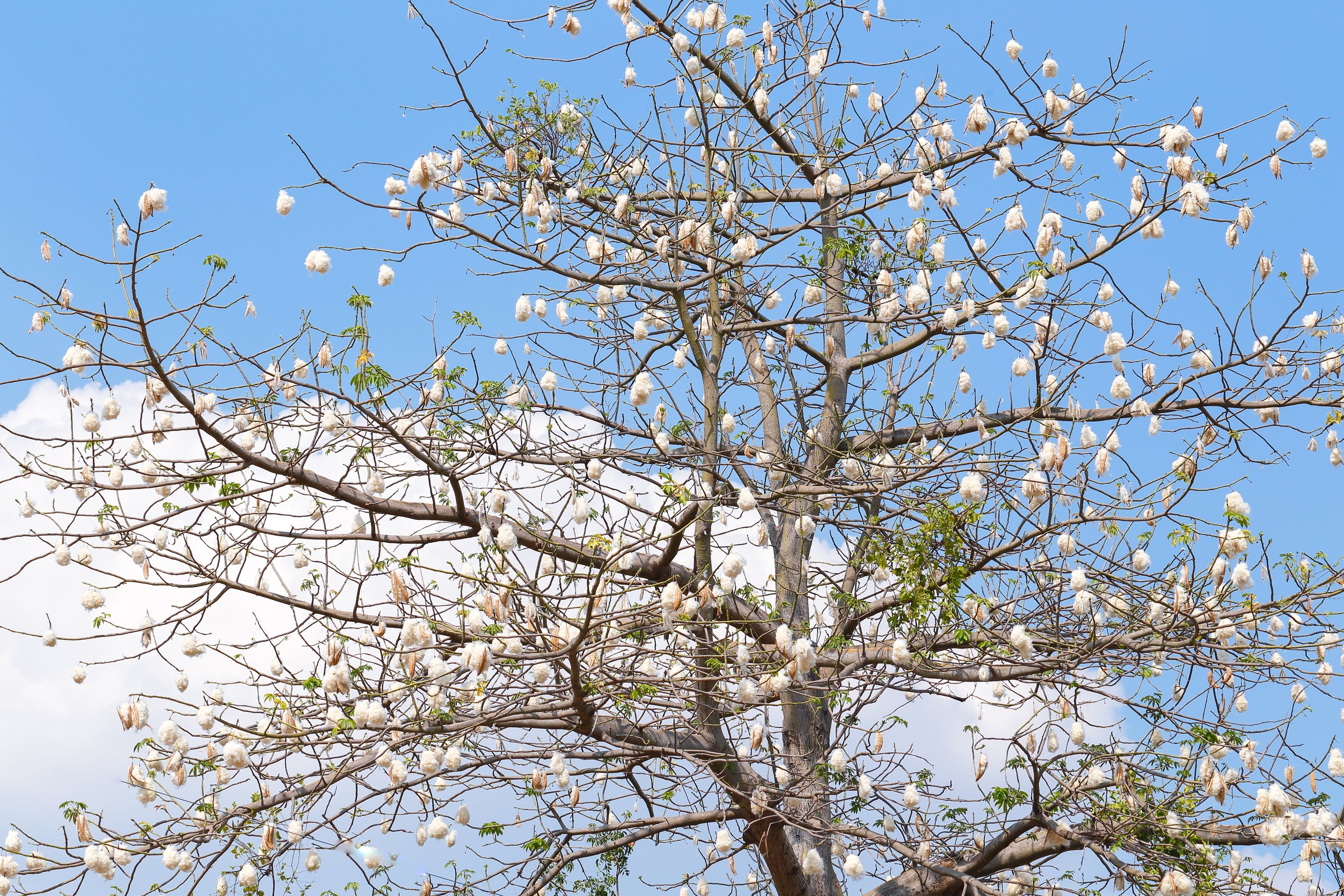 is it good to have cotton tree in front of
