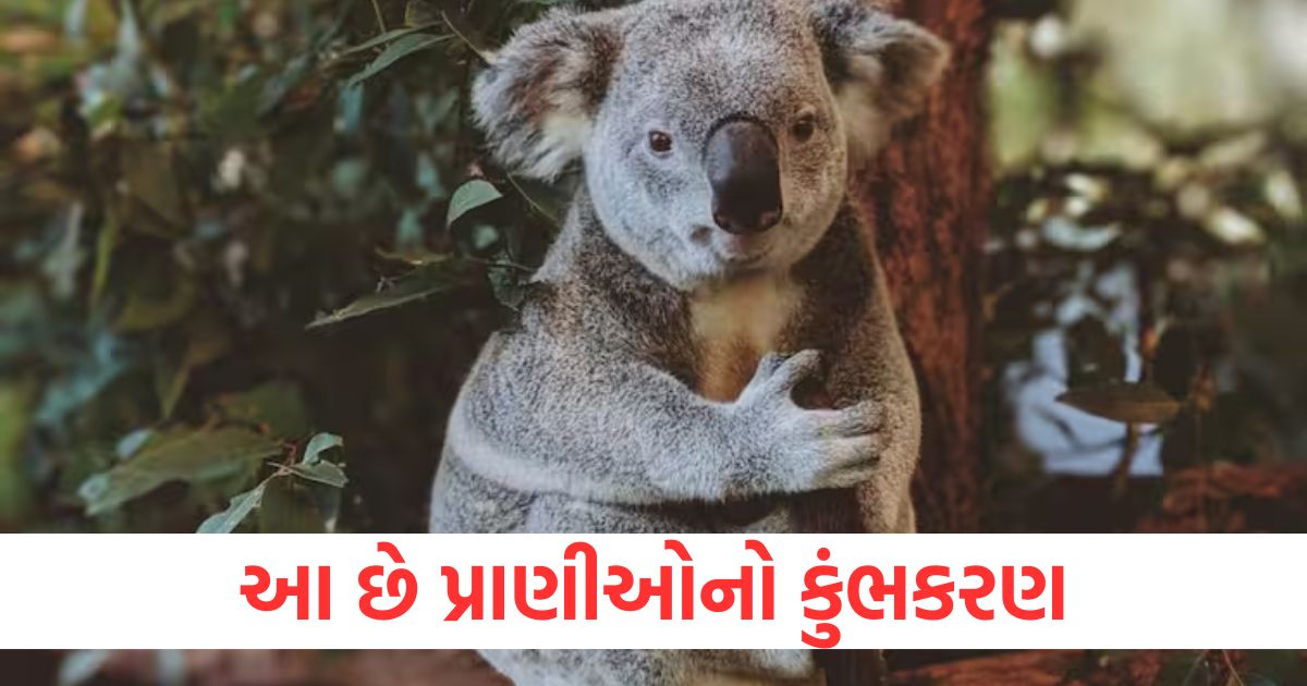 most sleeping animal in the world koala is longest sleeping animal in world