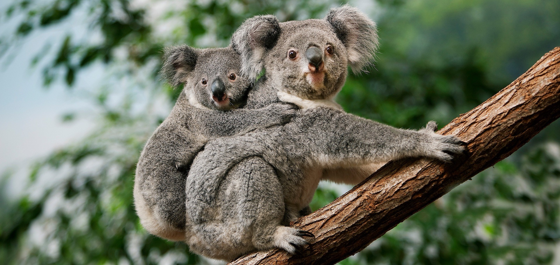 most sleeping animal in the world koala is longest sleeping animal in world1