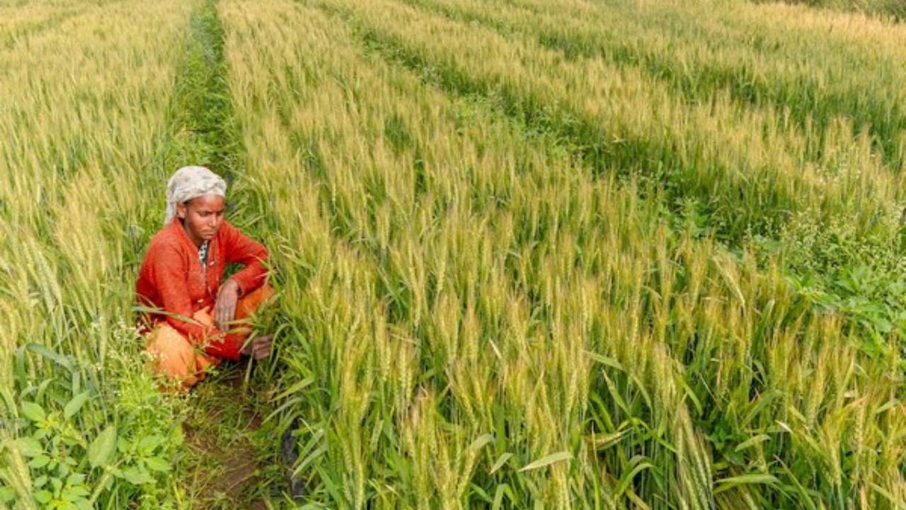 narendra modi cabinet approves 5 big decision including msp for kharif crops and loan on kisan credit card