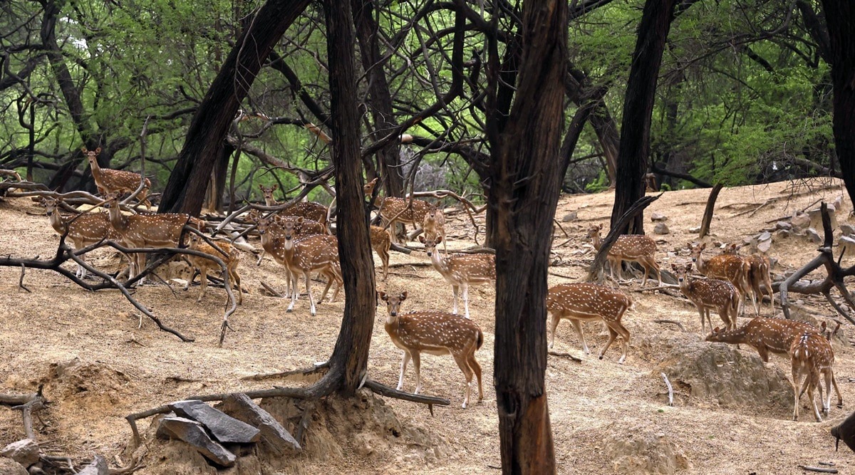 supreme court updates deer will not be sent from delhi s deer park to other states sc bans