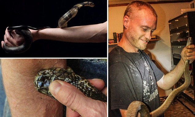 tim fried fond of snake venom he has got himself bitten by many poisonous snakespoiuy