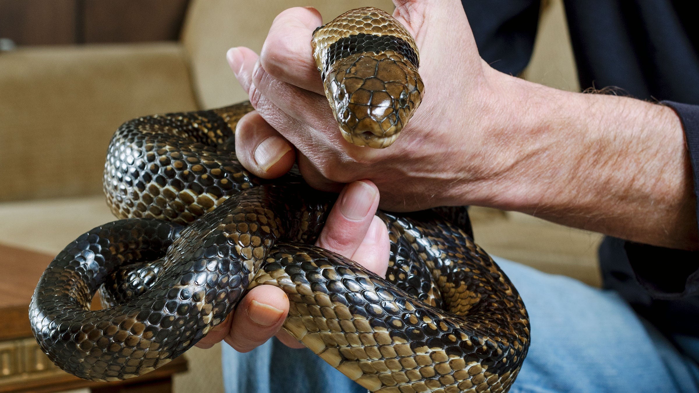 tim fried fond of snake venom he has got himself bitten by many poisonous snakesqwertyu
