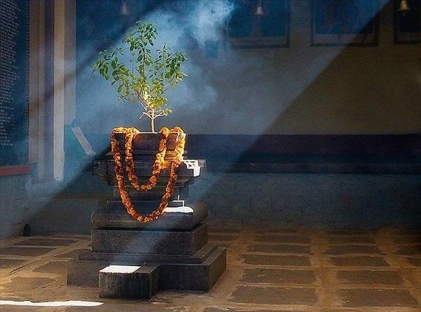 tulsi mata ke 108 naam tulsi mantra1
