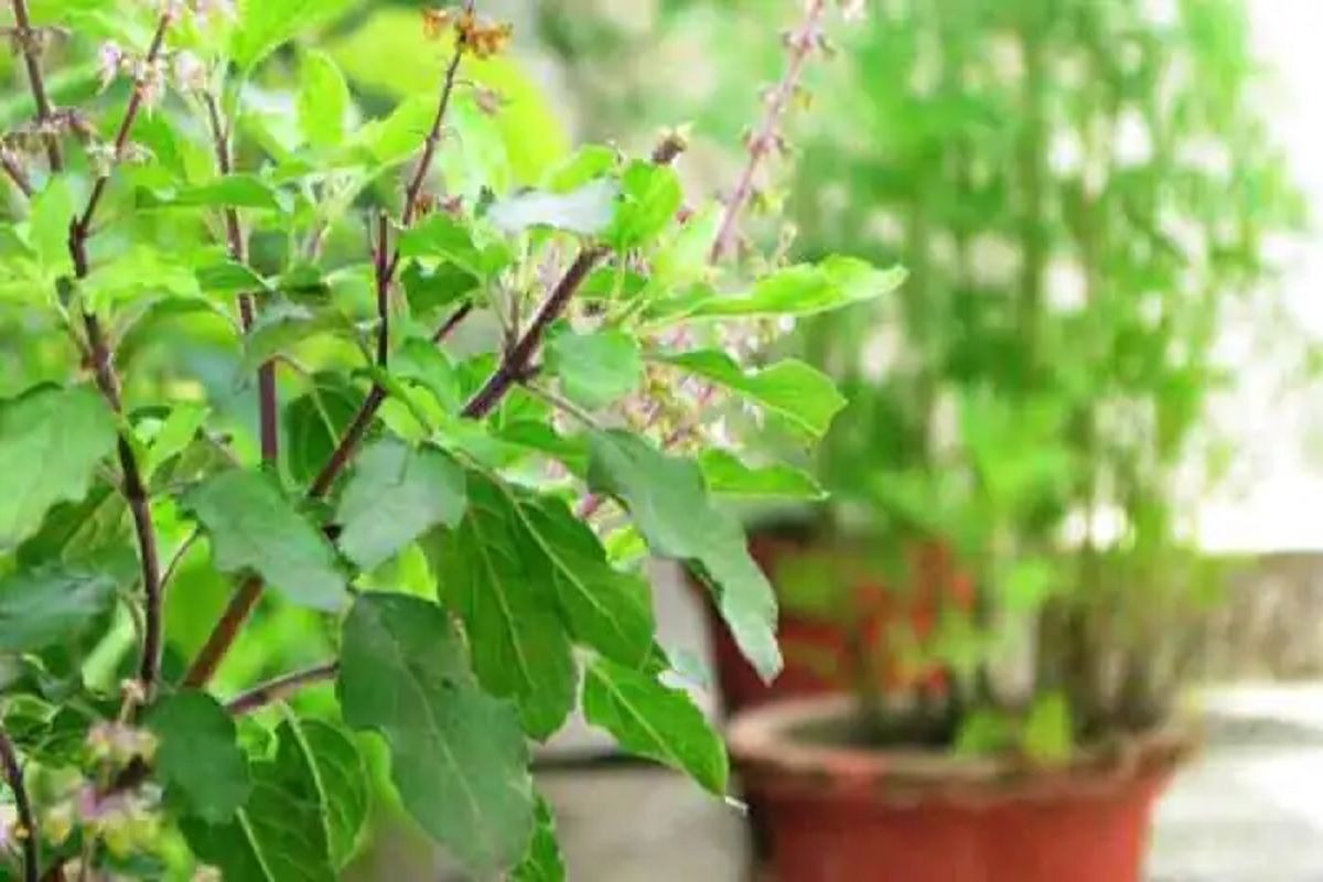 tulsi puja niyam auspicious things to offer tulsi plant for wealth and prosperity