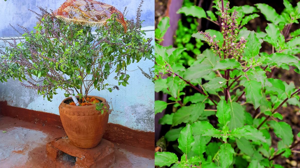 tulsi puja niyam how to worship tulsi for good fortune