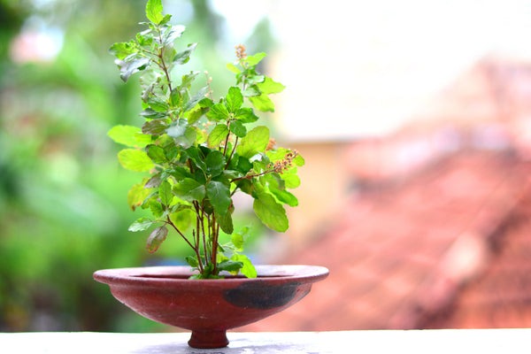 tulsi puja niyam how to worship tulsi for good fortune1