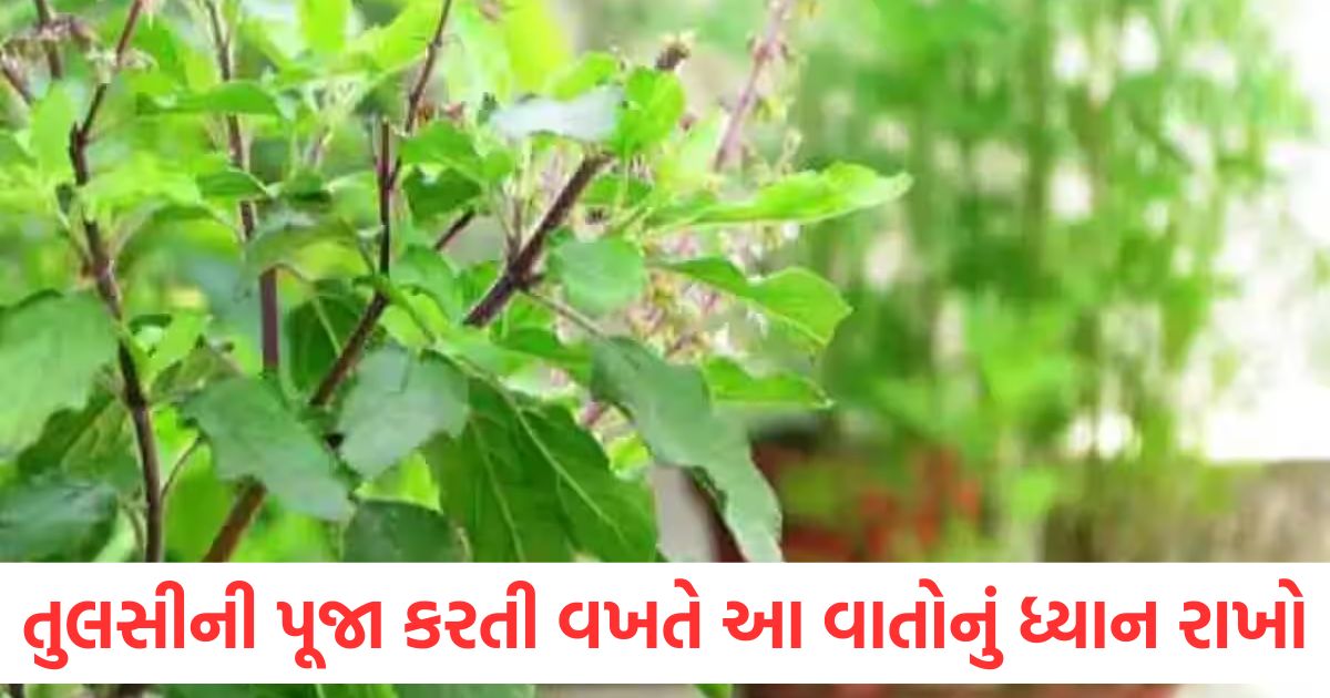 tulsi puja niyam how to worship tulsi for good fortune2