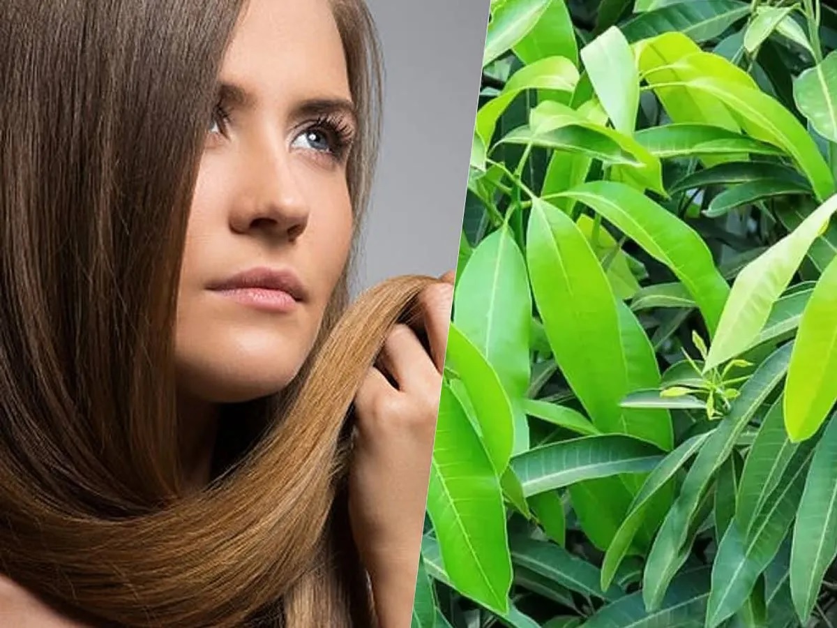 Mango leaves will revive hair loss just know how to use them1