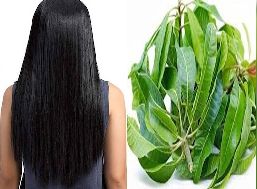 Mango leaves will revive hair loss just know how to use them11