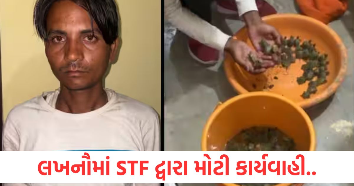 big action by stf in lucknow international turtle smuggling gang busted one accused arrested
