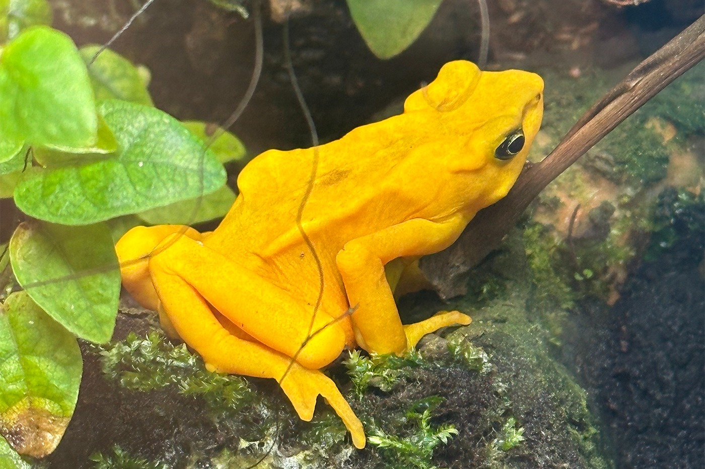 bull frog can change its color to yellow this unique color is seen once in a year11