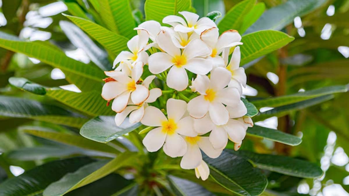 cultivate love and fragrance plants to enhance marital harmony11