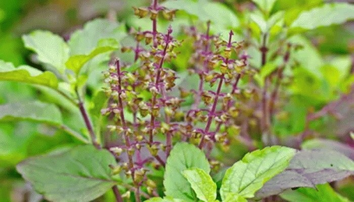 dhan labh ke liye tulsi ke upay money tips11