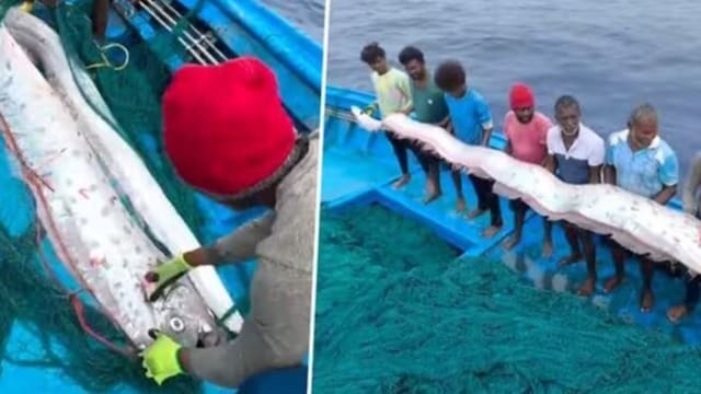 doomsday fish oarfish caught in the net in tamil nadu india what doomsday is coming11