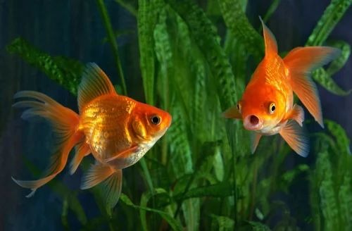 feng shui tips will bring you wealth keep these things at home for positive energy11