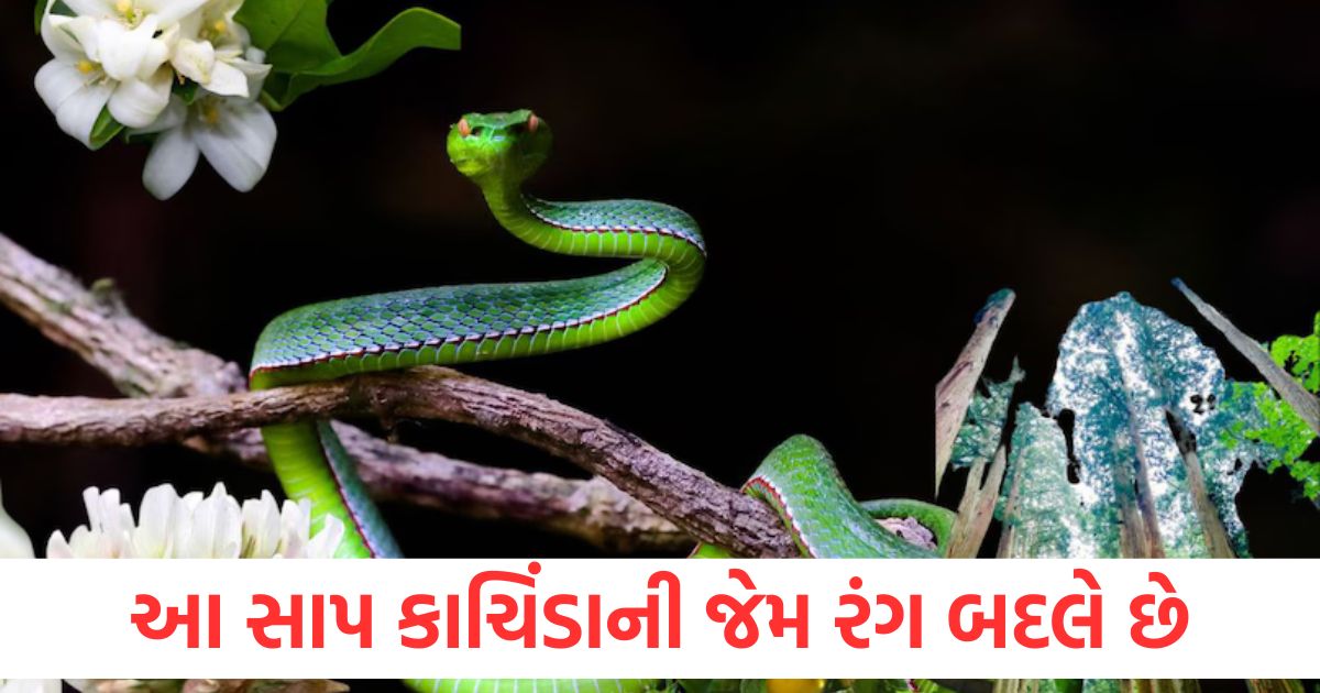 general knowledge inland taipan snake changes colour like a chameleon all about it