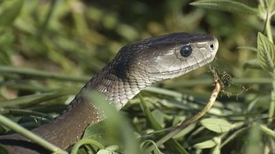 general knowledge inland taipan snake changes colour like a chameleon all about it11
