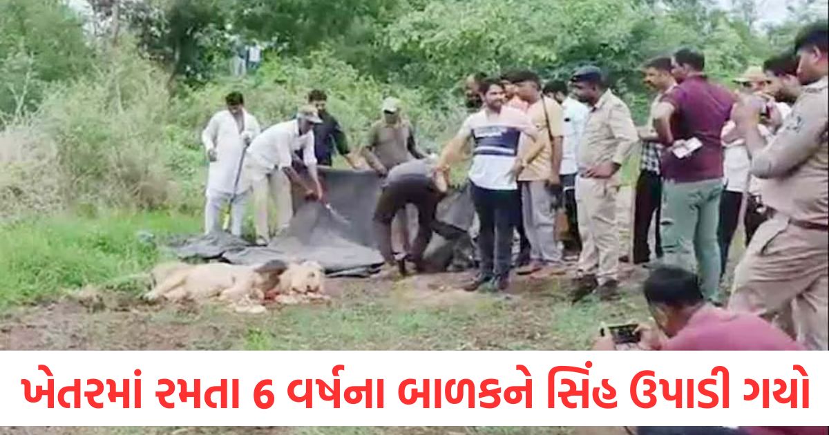 lion attack thordi amreli child killed forest department action gujarat