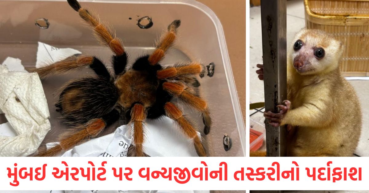 mumbai airport indian citizen arrested returning from bangkok in wildlife smuggling rare animals found in bag