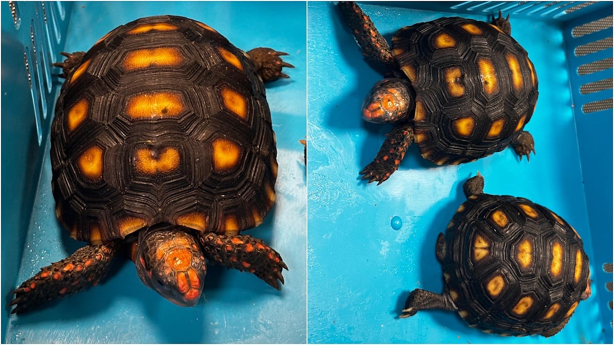 mumbai customs department seized several rare wildlife species grammostola pulchripes chelonoidis carbonarius leptocoma sperata11