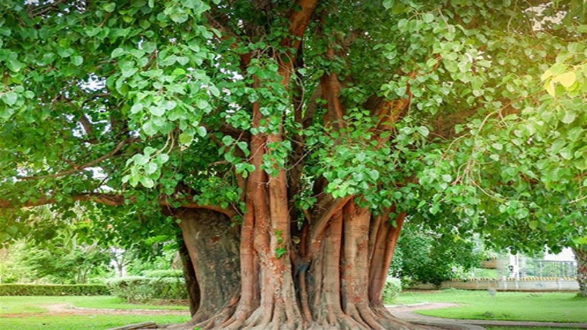 peepal ke upay remove fear and pitru dosh with powerful vedic solutions check details11
