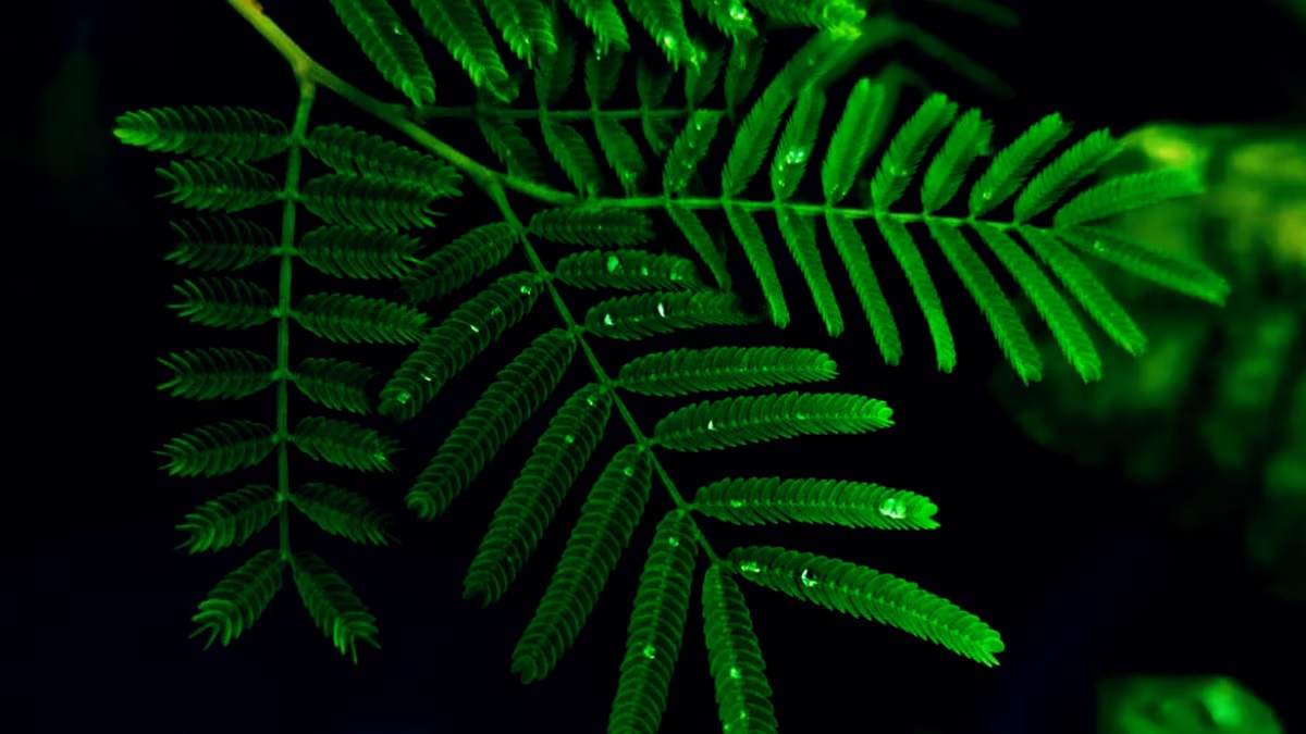 vastu shastra according planting banana and shami tree in house is considered inauspicious12
