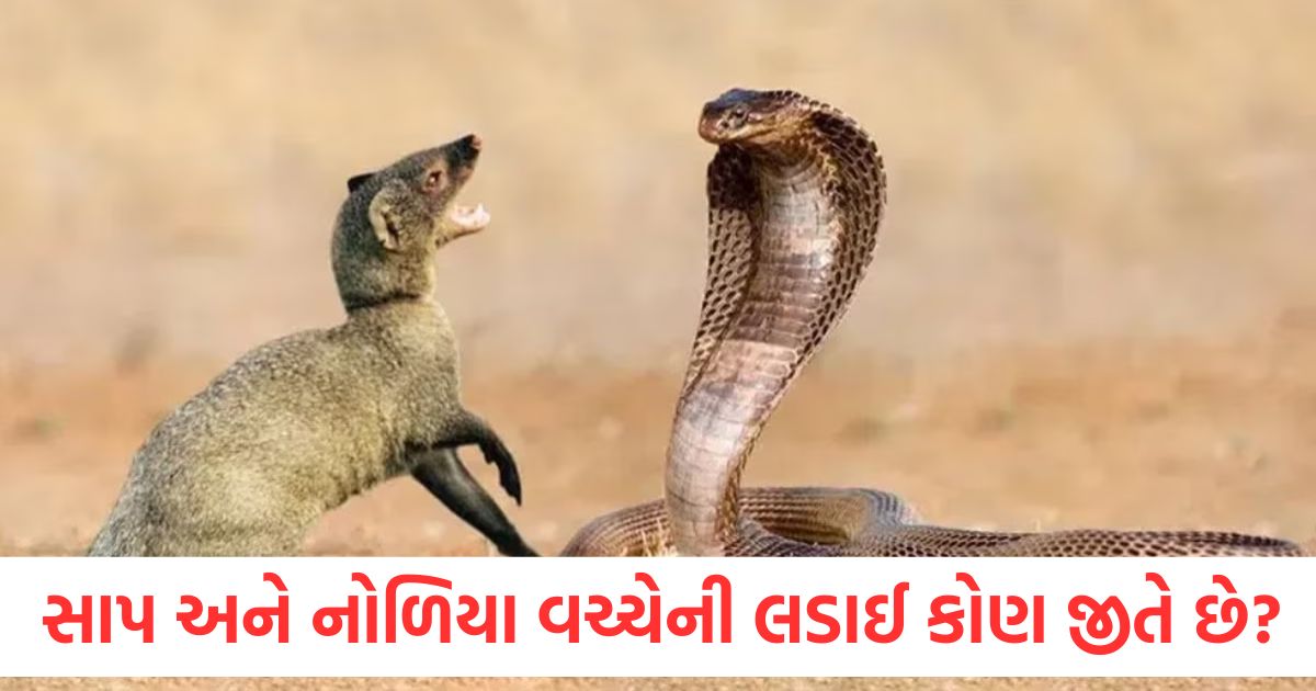 why is there extreme enmity between snake and mongoose who is stronger than whom know the whole story