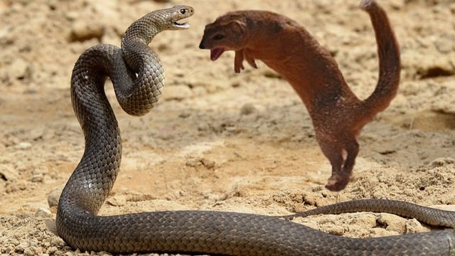 why is there extreme enmity between snake and mongoose who is stronger than whom know the whole story1111