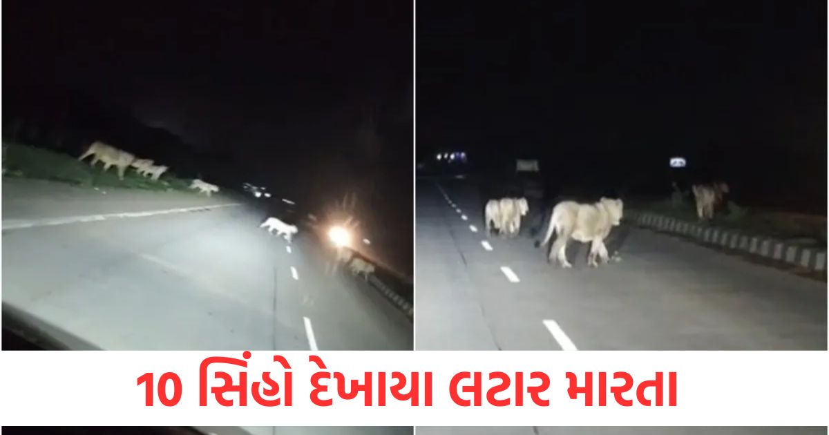 10 lions spotted on highway in Amreli Gujarat video surfaced