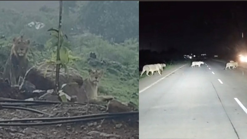 10 lions spotted on highway in Amreli Gujarat video surfaced1