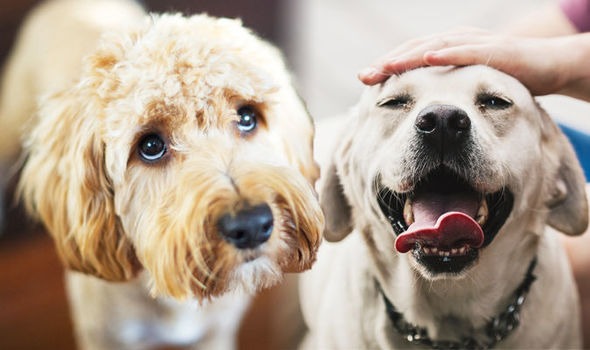 In Surat now consent of 10 neighbors is required to keep a pet dog at home Municipal Corporation issues notice1