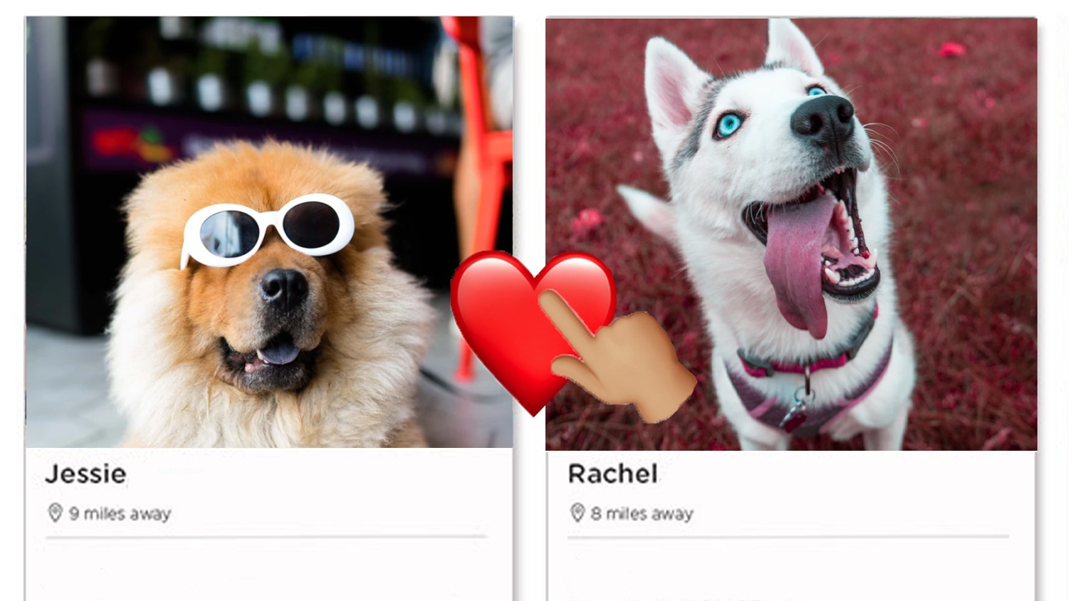 dating app for dogs helping find perfect loving partner1