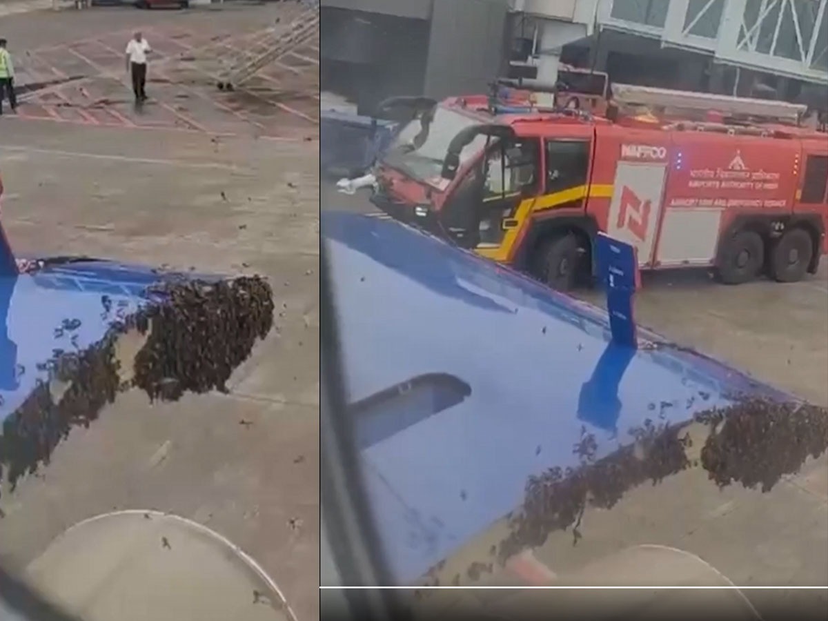 indigo flight from surat to jaipur delayed by 1 hour due to bee swarm on plane1